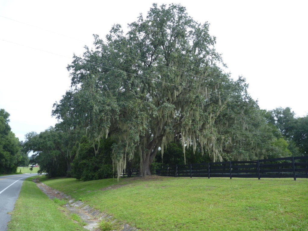 Cool looking tree. 