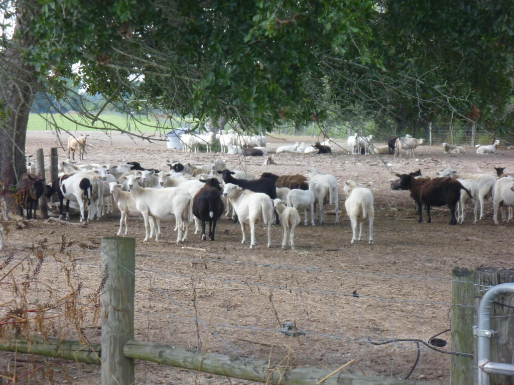 Lots of sheep along the route today. 