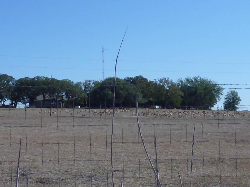 Antelope farm. 