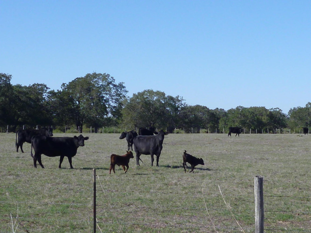 Calf running away. 