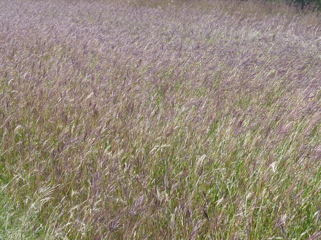 Some greenery along the road.