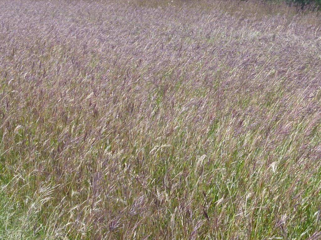 Some greenery along the road. 