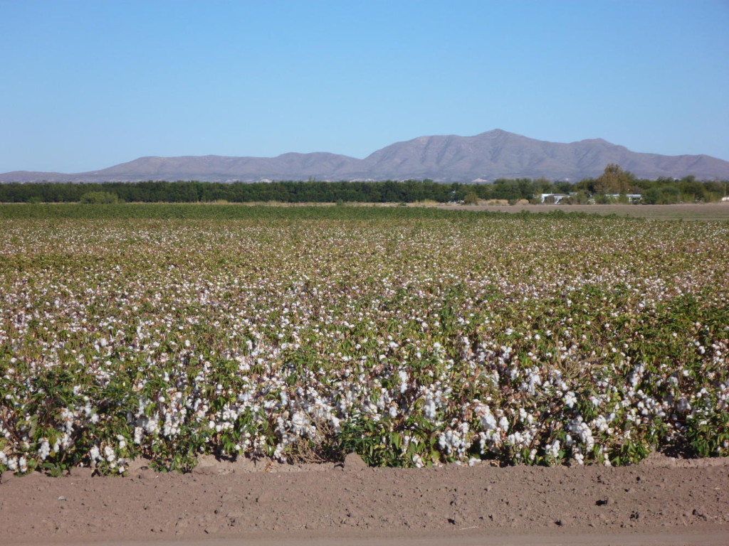 Cotton fields. 