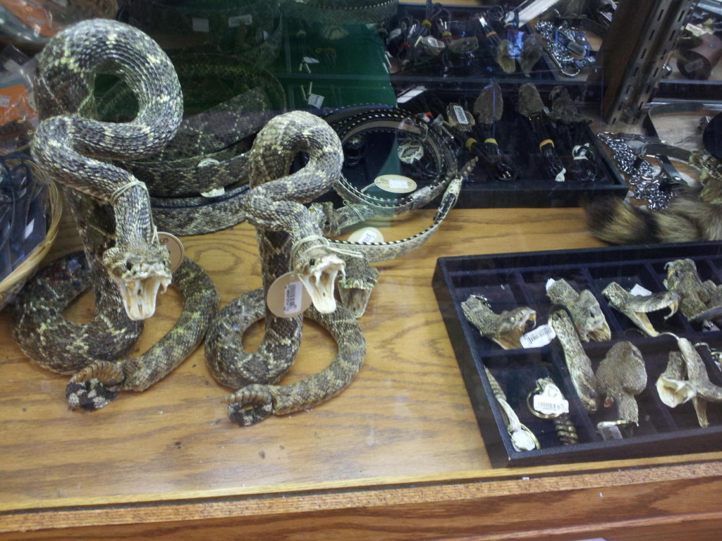Snakes for sale. 