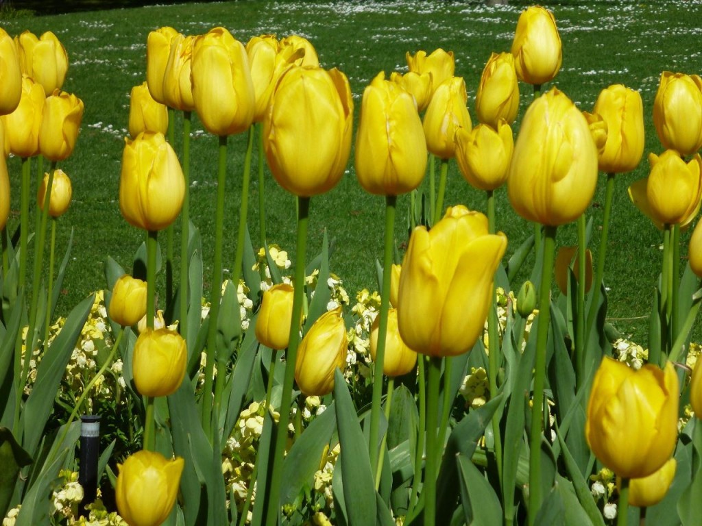 The tulips are in full bloom. 