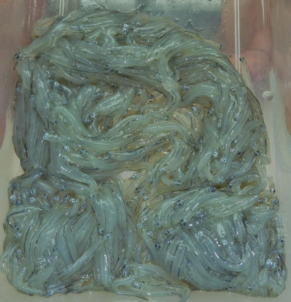 These bait-fish look great! 