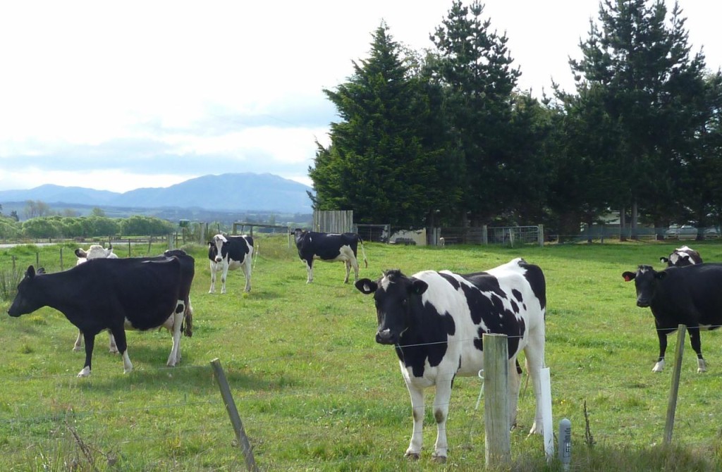 Big cows! 