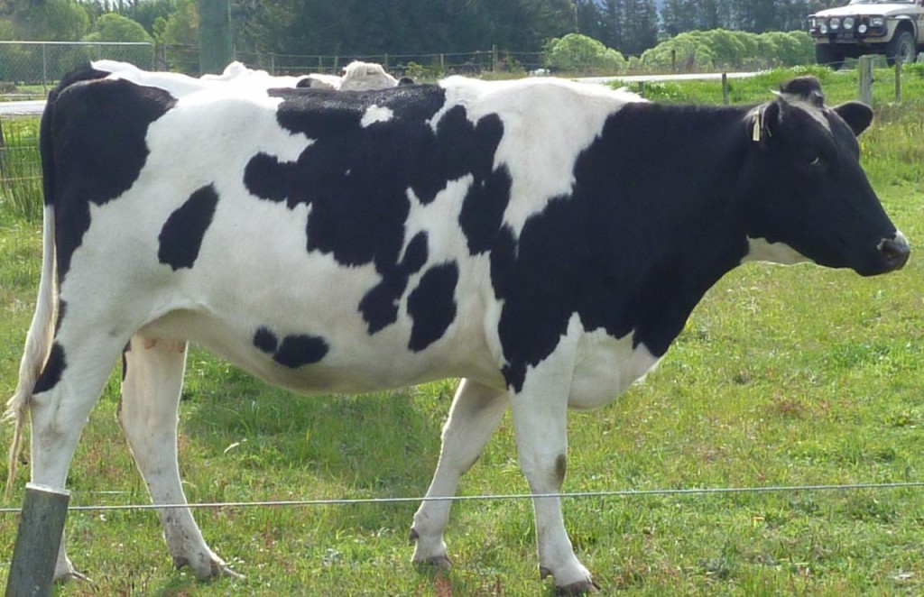 We never saw cows this big in Texas. 