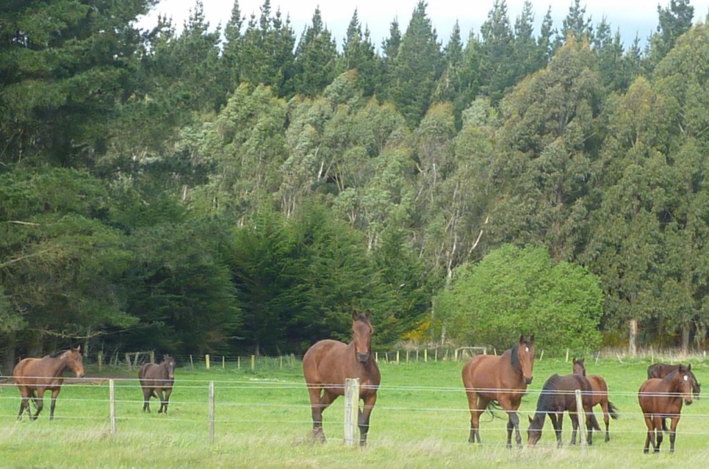 Beautiful horses. 