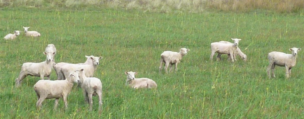 These sheep will be cold tonight as they were recently sheared. 