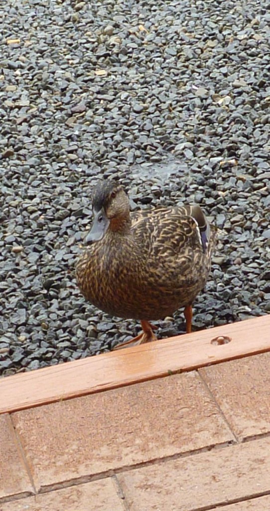 A nice day if you are one of these. He walked up to our door as we were leaving. 