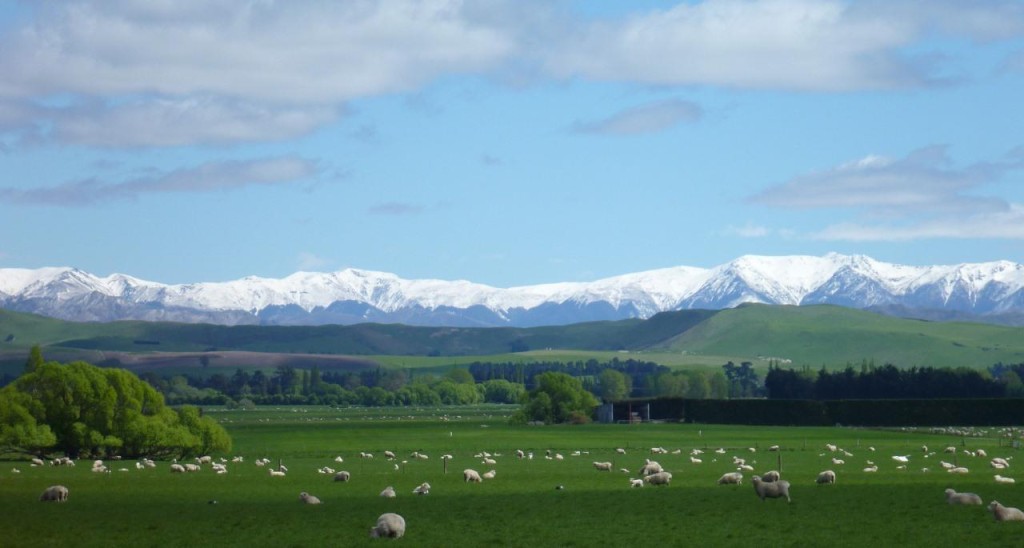 The countryside is alive with sheep. 