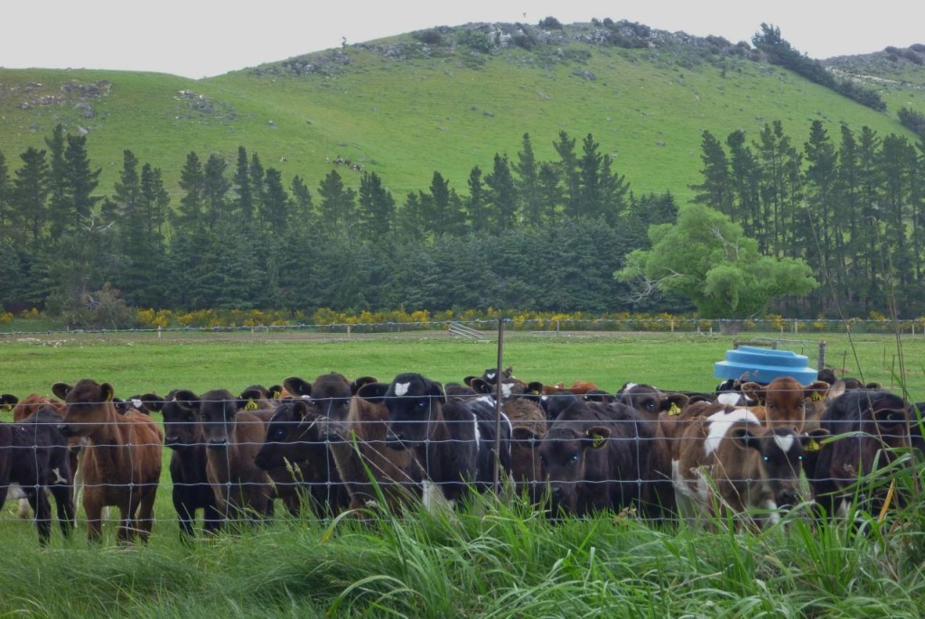 The cows are very inquisitive. They come running and stare at us. 