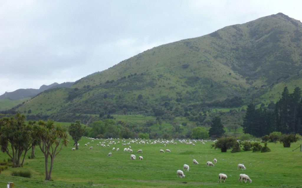 Lots of sheep pictures. 
