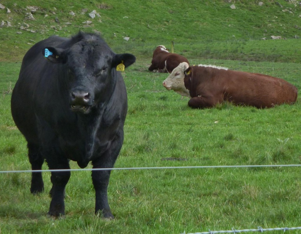 BIG cows. 