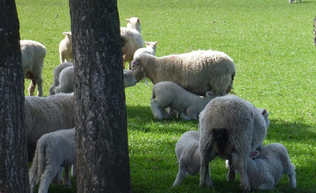 A sheep family. 