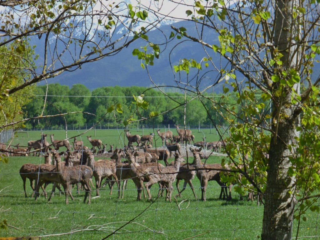Deer 