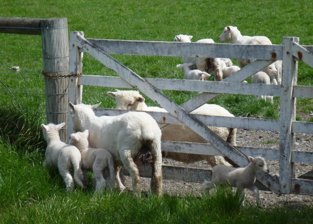 These sheep escaped but saw us and wanted back in. 