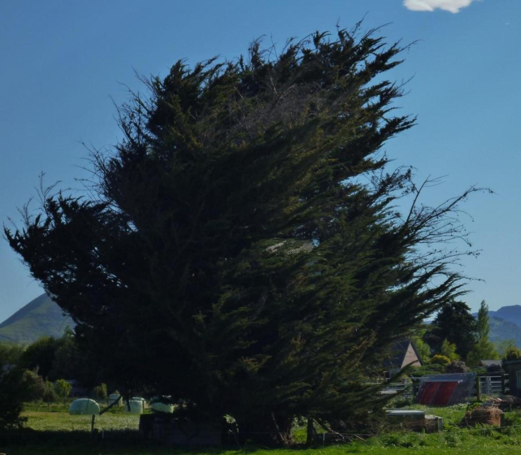 This tree is permanently bent to the southeast. 