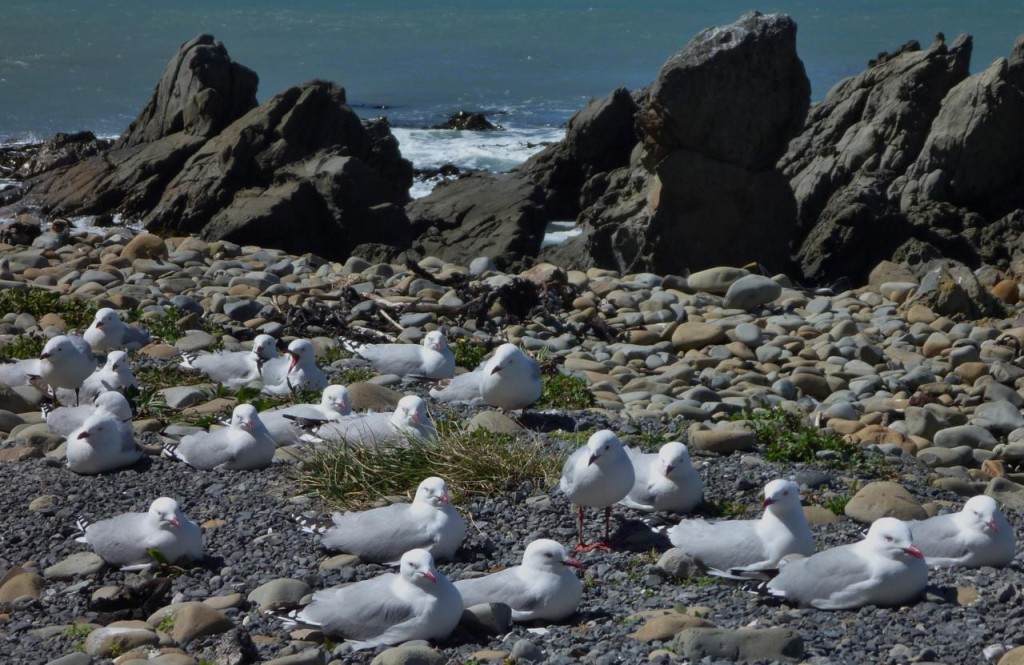 The local gulls chillin' in the windy conditions. 