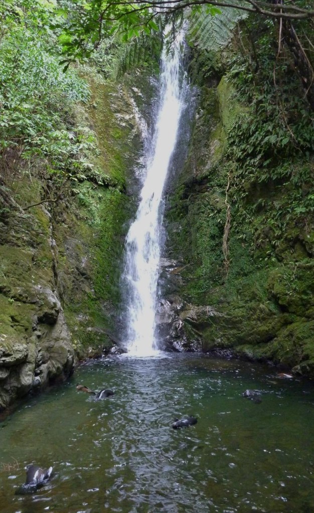 Ohau Stream Falls filled with pups. Adults obviously not allowed. 