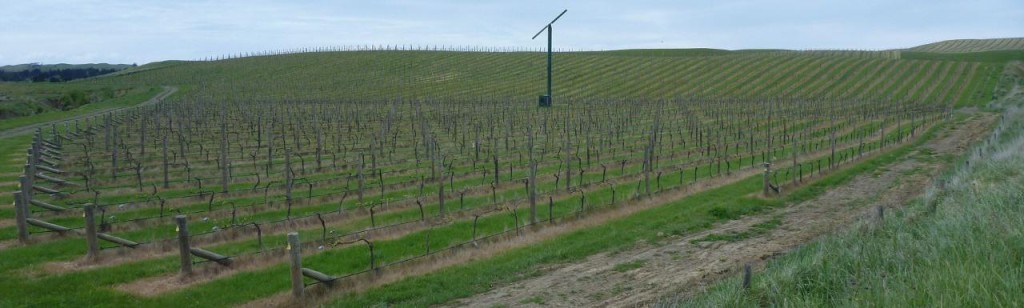 The numerous vineyards seem to stretch forever. 