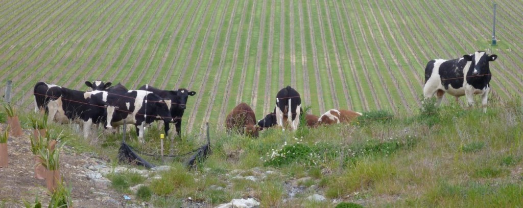 At the top of one hill we were greeted by mooing cows. I don't think they knew what to make of us. 