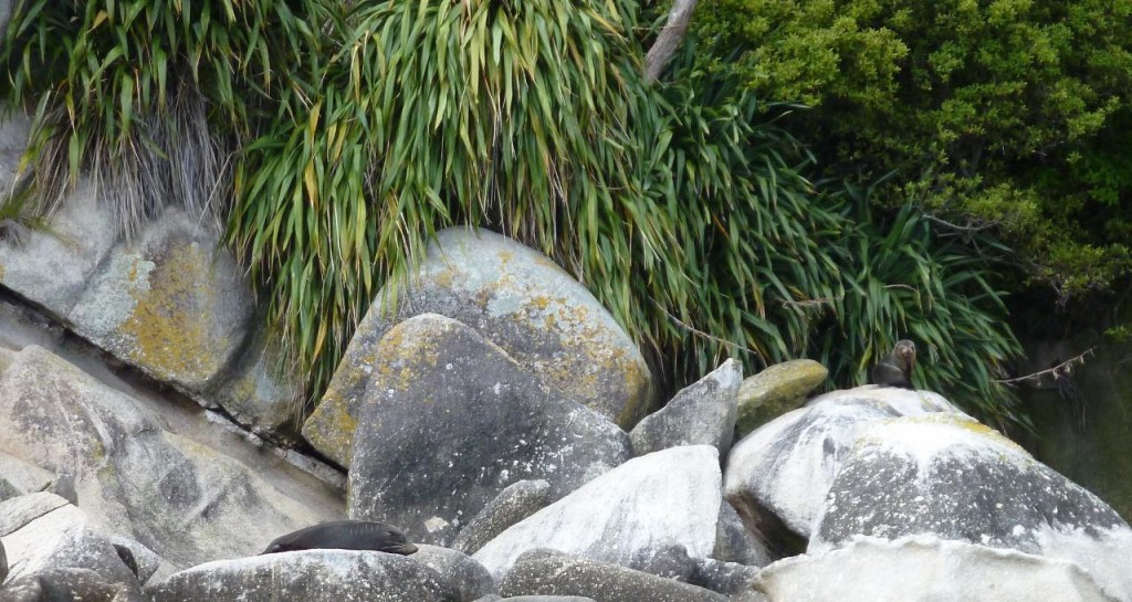 A male fur seal marking his territory. We saw lots of seals and penguins. 
