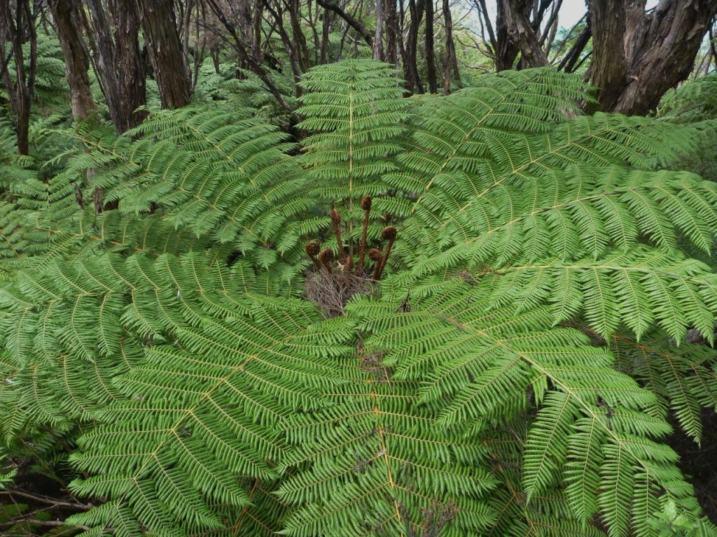 Pretty fern. 