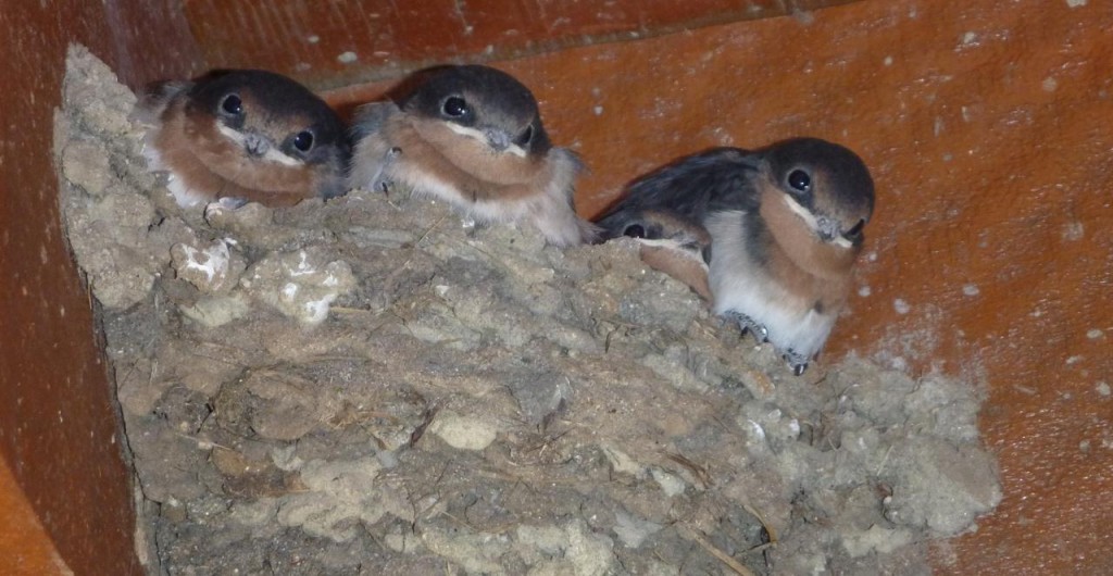 Baby birds in the visitors center. 