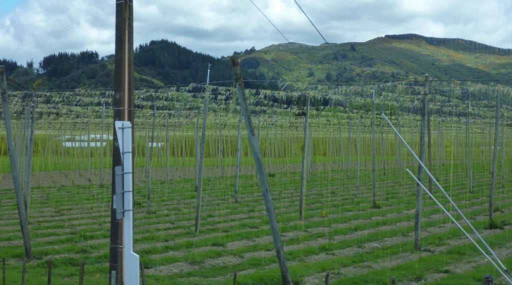 Hops growing. All the hops for New Zealand beer is grown around a thin band of 42 degrees south latitude. 