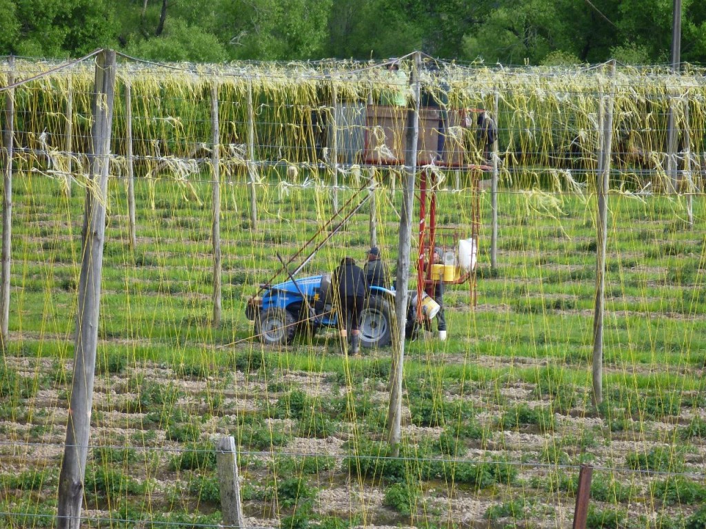 Growing hops. These workers are setting up the strings that the hops will vine up. 