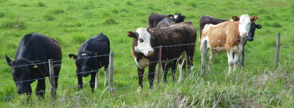 Cows greeting us. 
