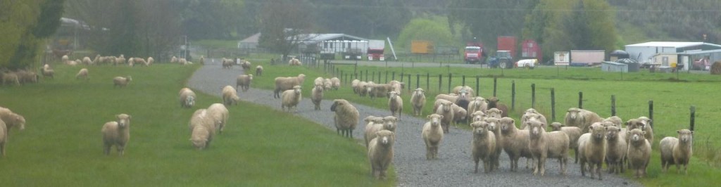 and sheep. 
