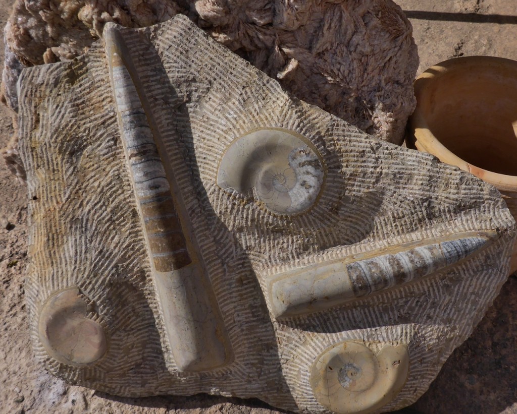 A fossil from when the Sahara Desert was under water a few million years ago. 