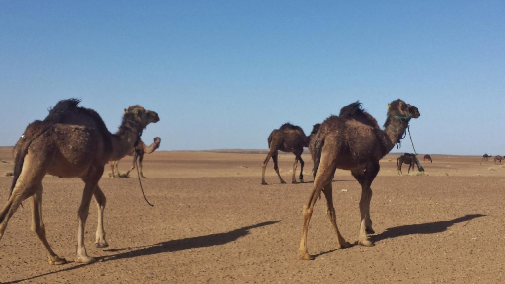 Rush hour in the Sahara. 