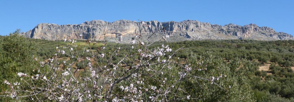 Almond tree in blossom. Olive trees in the background.