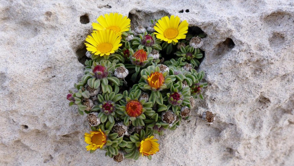 A pretty bouquet growing out of the beach eroded rock. 