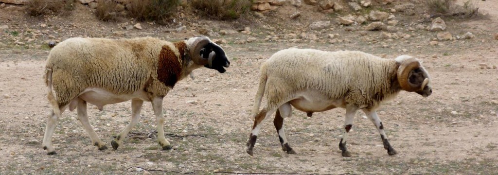 Rams 