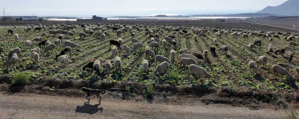 These sheep are gorging themselves on cabbage. 