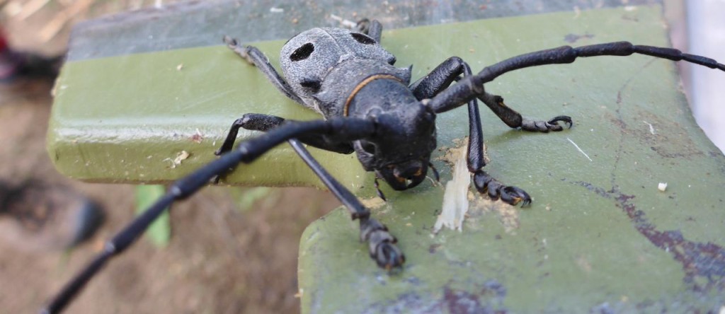 Interesting beetle. 