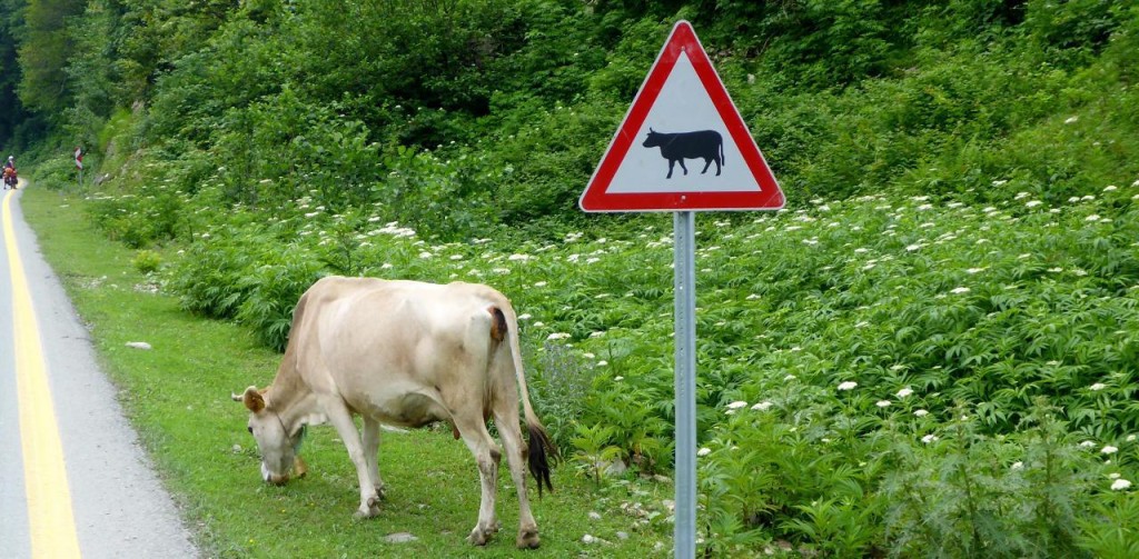 A cow near a cow sign! Where's Waldo? 