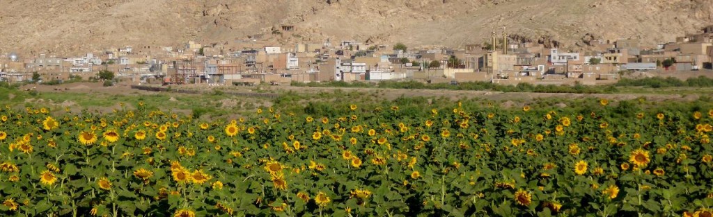 This part of Iran is full of sunflowers. 