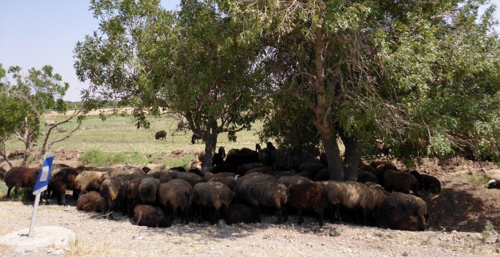 Shelter from the heat. Sometimes we just want to curl up under a tree too. 