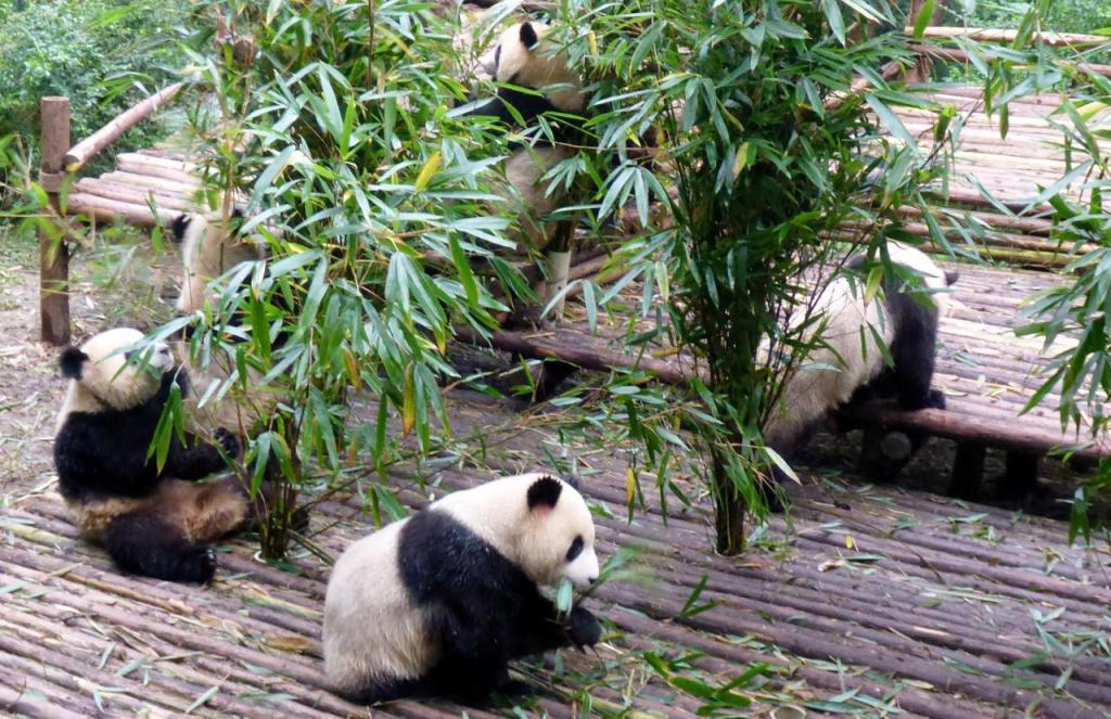 The next morning we toured the Chengdu Giant Panda Breeding Center. 