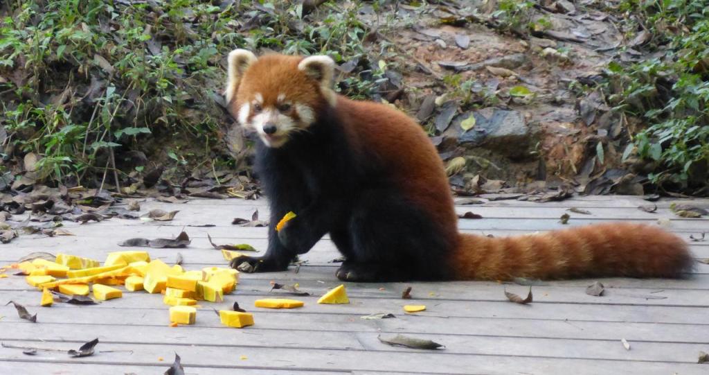 A Red panda bear eating pumpkin. 
