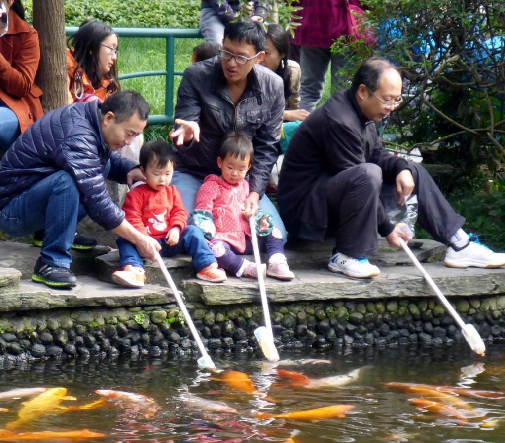 I've never seen this before - feeding fish with baby bottles. 