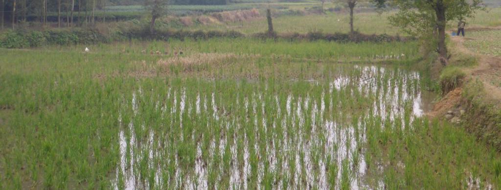 Flooded rice paddies. 
