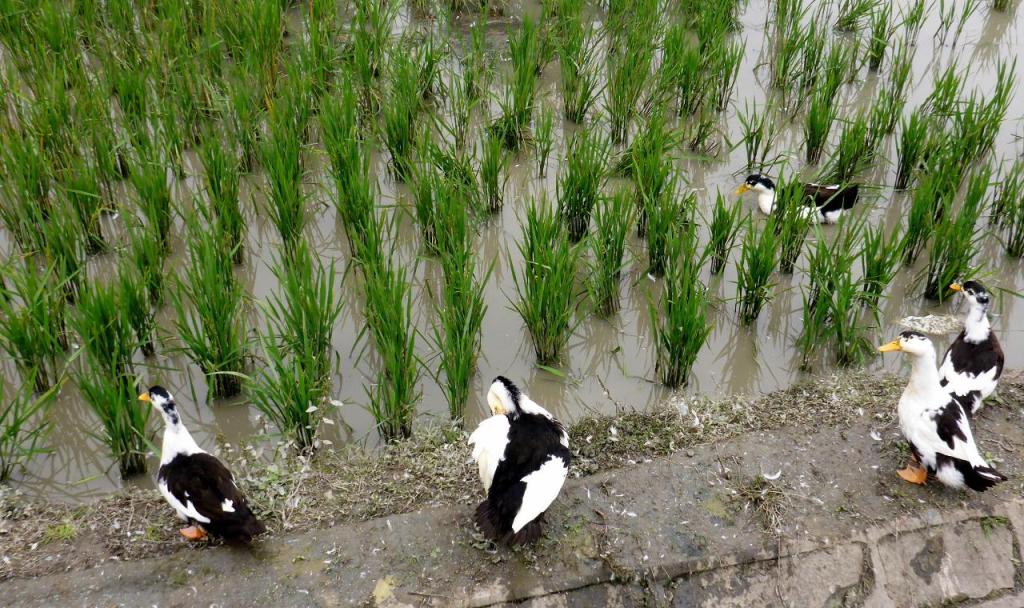 Ducks in the rice paddy. 