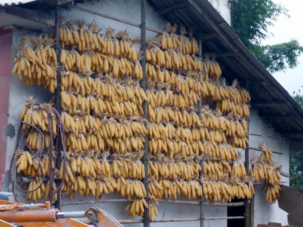 Some people have vinyl siding. Here it is corn. 
